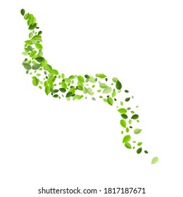 Afiche del vector Swirl del oligofario. Borde de hojas de primavera. Fondo Orgánico de los Verdes Forestales. Deja el patrón de árbol.