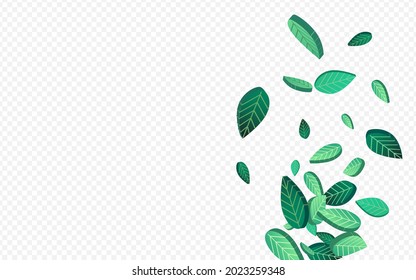 Olive Foliage Swirl Vector Transparent Background Plant. Tea Leaves Pattern. Grassy Greens Abstract Branch. Leaf Falling Concept.