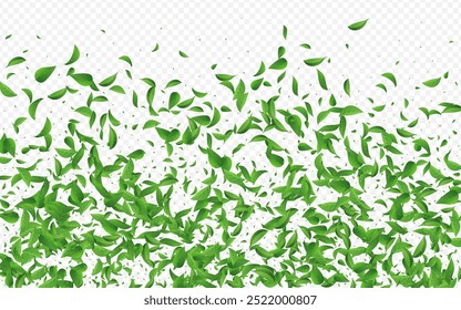 Fundo transparente do vetor da espiral da folhagem da oliva. Cartaz dos Verdes. A Cal Deixa O Conceito Orgânico. Ilustração da Ecologia da Folha.