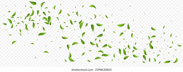 Olive Foliage Tea Vektor Panorama-transparenter Hintergrund-Grenze. Ökologie hinterlässt Muster. Waldleaf-Frühlingsbroschüre. Grüne pflanzliche Vorlage.