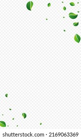 Fondo transparente del vector de té de oliva. Plantilla de hojas de herbolario. El fondo ecológico verde. Borde orgánico de hoja.