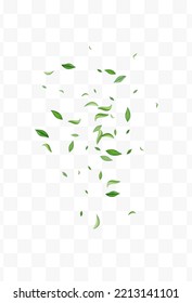 Olive Foliage Tea Vector Transparent Background Design. Abstract Leaf Brochure. Green Leaves Nature Concept. Greens Tree Branch.
