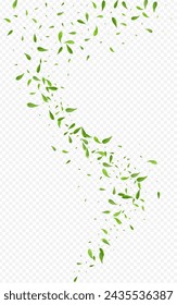 Olive Foliage Tea Vector Transparent Background Wallpaper. Transparent Leaves Design. Grassy Leaf Wind Banner. Greens Swirl Backdrop.