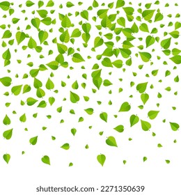 Olive Foliage Tea Vector White Background Border. Ecology Greens Concept. Green Leaves Abstract Pattern. Leaf Organic Branch.
