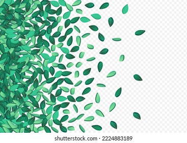 Olive Foliage Transparent Vector Transparent Background Pattern. Fly Leaf Wallpaper. Green Leaves Realistic Plant. Greens Fresh Background.