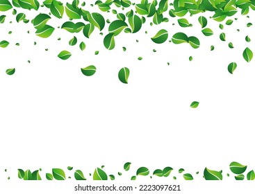 Olive Foliage Transparent Vector White Background. Wind Greens Border. Swamp Leaf Fresh Template. Leaves Organic Illustration.
