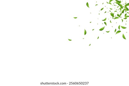 Olive Foliage Transparent Vector White Background Illustration. Tree Leaf Pattern. Swamp Greens Spring Branch. Leaves Blur Design.