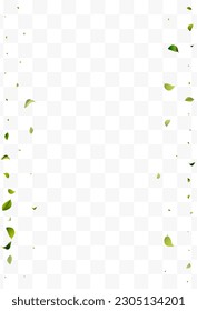 Olive Foliage Transparent White Transparent Vector Background Brochure. Falling Greens Pattern. Swamp Leaf Spring Backdrop. Leaves Wind Poster.
