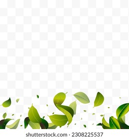 Olive Foliage Transparent White Transparent Vector Background Brochure. Fly Leaf Design. Green Leaves Wind Banner. Greens Herbal Wallpaper.