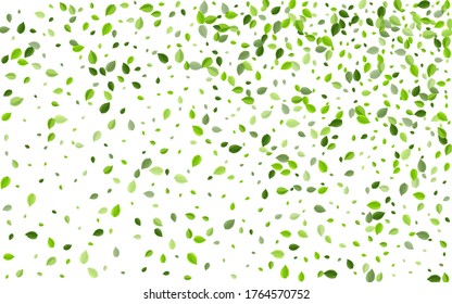 Olive Foliage Tree Vektor Banner. Ökologie Grüne Muster. Kalk-Blätter-Waldposter. Bio-Broschüre aus Leaf.