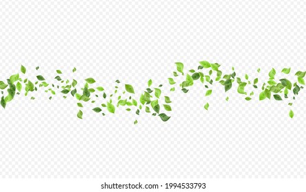 Olive Foliage Tree Vector Transparent Background Branch. Motion Greenery Banner. Swamp Leaves Blur Plant. Leaf Flying Brochure.