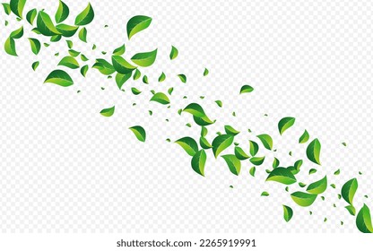 Olive Foliage Tree Vector Transparent Background. Falling Leaf Poster. Forest Leaves Fresh Border. Greens Spring Brochure.