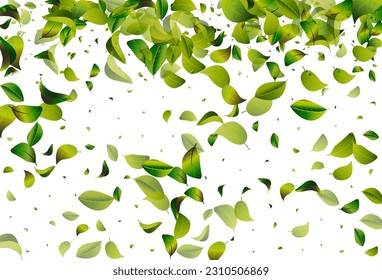 Olive Foliage Tree White Vector Background Illustration. Fresh Greens Border. Grassy Leaves Organic Poster. Leaf Fly Backdrop.
