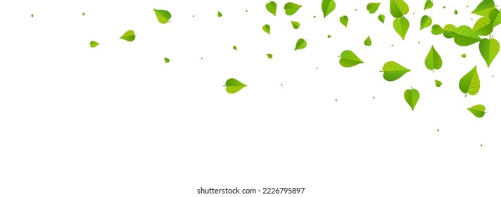 Olive Foliage Wind Vector Panoramic White Background Design. Organic Greens Template. Swamp Leaf Forest Illustration. Leaves Swirl Poster.