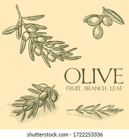 Olive fruit branch leaf illustration in engraving style. vintage retro botanical plant. Hand drawn vector illustration design template. Oil label, packaging design, poster, harvest festival, logo 