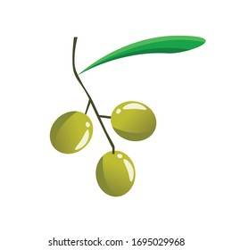 Olive fruit branch. Logo. Vector illustration. Black and green olives on white background