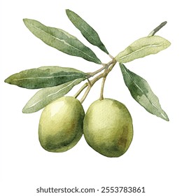 Olive fruit watercolor clipart illustration