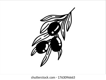 Olive fruits and leaves illustration with hand drawing style,vector isolated on white