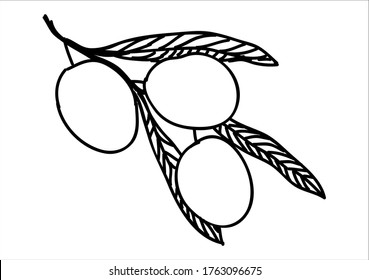 Olive fruits and leaves illustration with hand drawing style,vector isolated on white