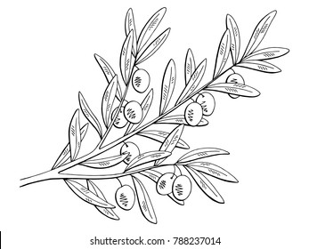 Olive graphic branch black white isolated sketch illustration vector