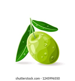 Olive green with leaves and drops of water on white. Vector illustration. No gradients