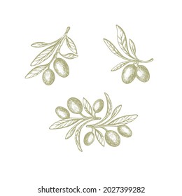 Olive green set. Nature vector texture plant, sketch fruit, vintage leaf on white background. Organic cosmetics badge. Vegan health nutrition