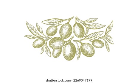 Olive green symbol. Vector sketch of fruit, green leaves. Vintage botanical illustration, hand drawn print. Mediterranean food, aroma oil