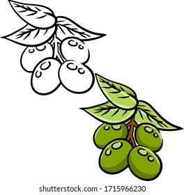 Olive. Green vegetable on branch with leaves. Element of oil and a healthy diet. Cartoon illustration isolated on white