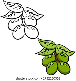 Olive. Green vegetable on branch with leaves. Element of oil and a healthy diet. Cartoon illustration isolated on white