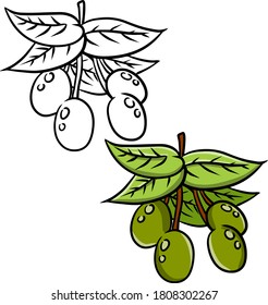 Olive. Green vegetable on branch with leaves. Element of oil and a healthy diet. Cartoon illustration isolated on white