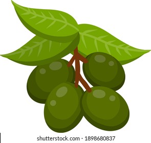 Olive. Green vegetable on branch with leaves. Element of oil and a healthy diet. Cartoon flat illustration isolated on white