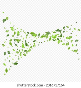 Olive Greenery Herbal Vector Transparent Background Branch. Nature Leaf Design. Lime Foliage Ecology Banner. Leaves Abstract Border.