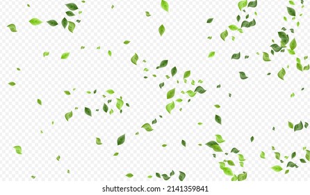 Olive Greenery Herbal Vector Transparent Background Concept. Ecology Leaf Design. Swamp Leaves Spring Poster. Foliage Abstract Template.