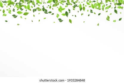 Olive Greenery Herbal Vector White Background Design. Motion Foliage Pattern. Swamp Leaves Forest Poster. Leaf Nature Backdrop.