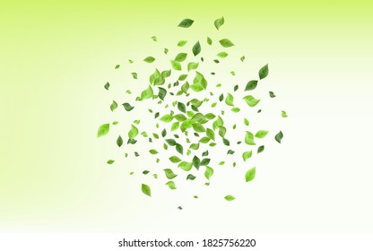 Olive Greenery Realistic Vector Green Background Brochure. Flying Leaf Wallpaper. Lime Leaves Ecology Design. Foliage Forest Template.