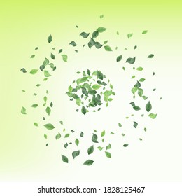 Olive Greenery Realistic Vector Green Background Wallpaper. Flying Leaf Banner. Mint Leaves Organic Template. Foliage Tea Pattern.