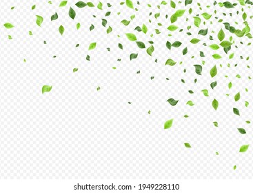 Olive Greenery Realistic Vector Transparent Background Backdrop. Flying Leaves Pattern. Grassy Foliage Falling Branch. Leaf Tea Brochure.
