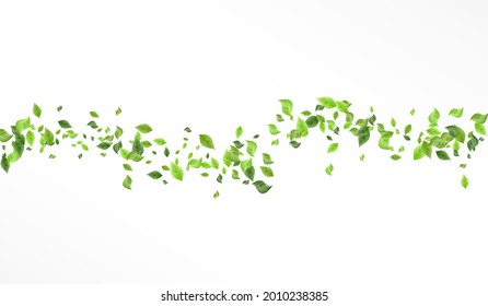 Olive Greenery Realistic Vector White Background Plant. Nature Leaves Poster. Lime Leaf Organic Wallpaper. Foliage Blur Border.