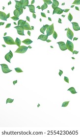 Olive Greenery Tree Vector White Background Pattern. Tea Leaves Border. Mint Foliage Swirl Poster. Leaf Wind Concept.