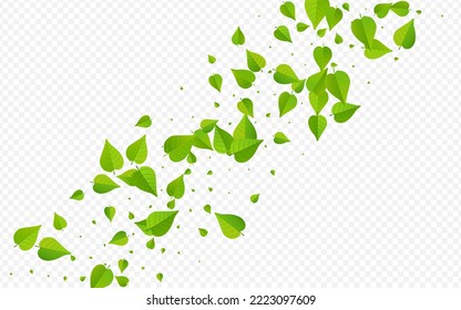 Olive Greens Abstract Vector Transparent Background Banner. Blur Foliage Plant. Grassy Leaves Realistic Wallpaper. Leaf Herbal Backdrop.