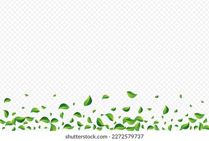 Verdes de Oliva Resumen Vector Fondo Transparente. Plantilla de hojas de árbol. Banner de ecología de follaje de pantano. Ilustración orgánica de la hoja.