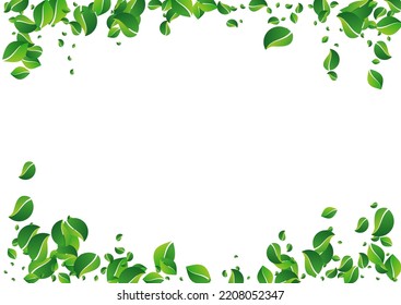 Olive Greens Abstract Vector White Background. Blur Leaf Wallpaper. Lime Foliage Realistic Concept. Leaves Ecology Branch.