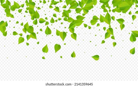 Olive Greens Blur Vector Transparent Background Template. Flying Foliage Border. Green Leaf Swirl Brochure. Leaves Nature Branch.