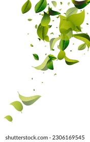 Olive Greens Blur White Vector Background Illustration. Herbal Foliage Wallpaper. Mint Leaves Realistic Brochure. Leaf Nature Background.