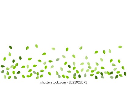 Ilustración de vectores ecológicos de oliva. Papel tapiz de follaje herbal. Fondo Del Viento De La Hoja Lime. Deja El Concepto Forestal.