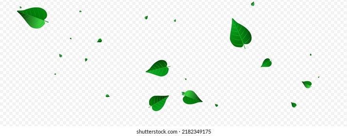 Olive Greens Ecology Vector Panoramic Transparent Background Illustration. Spring Foliage Template. Mint Leaf Fresh Concept. Leaves Flying Wallpaper.