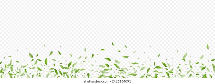 Olive Greens Falling Vector Panoramic Transparent Background Illustration. Tea Leaves Template. Lime Leaf Motion Plant. Foliage Fly Design.