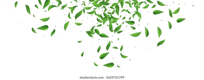 Olive Greens Falling Vector Panoramic White Background Branch. Abstract Foliage Concept. Mint Leaves Swirl Illustration. Leaf Transparent Poster.