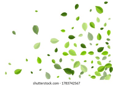 Olive Greens Fly Vector Plant. Realistic Foliage Pattern. Forest Leaves Forest Branch. Leaf Swirl Illustration.