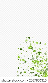Olive Greens Flying Vector Transparent Background. Spring Foliage Branch. Forest Leaf Tea Template. Leaves Ecology Brochure.
